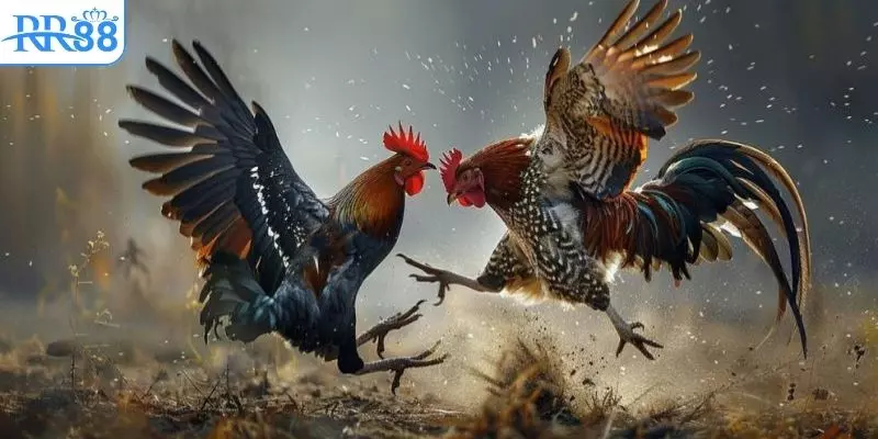 Đá gà chọi C1 tập hợp các chiến kê nổi tiếng